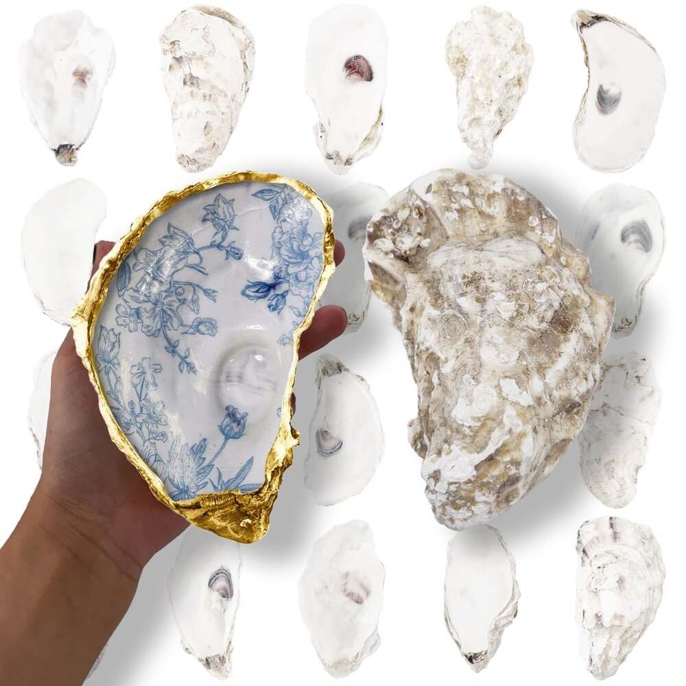 Extra large oyster shells for craft,painting